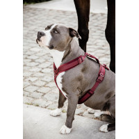 Harnais pour chien Active Velvet Kentucky Bordeaux