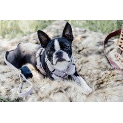 Harnais pour chien Active Velvet Kentucky Beige