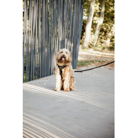 Harnais pour chien Active Velvet Kentucky Noir