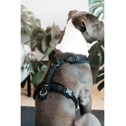 Harnas voor honden Active Velvet Kentucky Zwart Harnas voor honden Active Velvet Kentucky Zwart