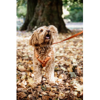 Harnais pour chien Active Velvet Kentucky Bordeaux