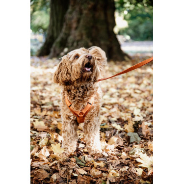 Harnas voor honden Active Velvet Kentucky Oranje
