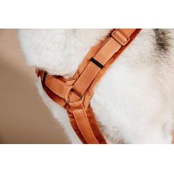 Harnais pour chien Active Velvet Kentucky Orange