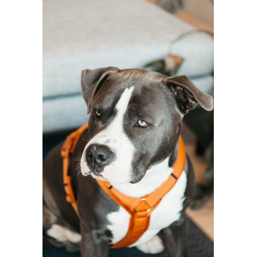 Harnais pour chien Active Velvet Kentucky Orange