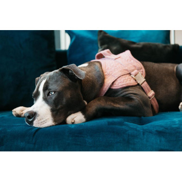 Harnas voor honden Body Safe Wool Kentucky Harnas voor honden Body Safe Wool Kentucky
