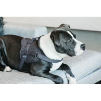 Harnas voor honden Body Safe Wool Kentucky Grijs