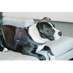 Harnas voor honden Body Safe Wool Kentucky Grijs Harnas voor honden Body Safe Wool Kentucky Grijs