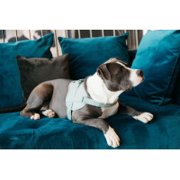Harnais pour chien Body Safe Wool Kentucky Bleu clair