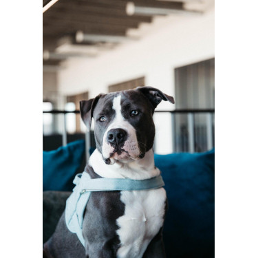 Harnais pour chien Body Safe Wool Kentucky Bleu clair