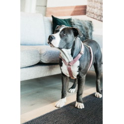 Harnais pour chien Velvet Loop Kentucky Vieux rose