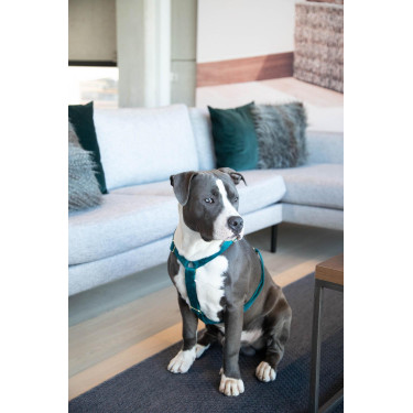 Harnais pour chien Velvet Loop Kentucky Harnais pour chien Velvet Loop Kentucky