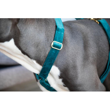 Harnais pour chien Velvet Loop Kentucky Harnais pour chien Velvet Loop Kentucky