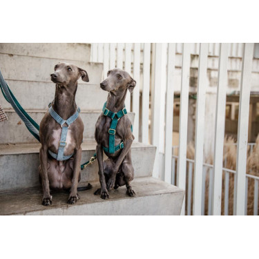 Harnais pour chien Velvet Loop Kentucky Harnais pour chien Velvet Loop Kentucky