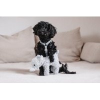 Hondenharnas Velvet Loop Kentucky Oudroze