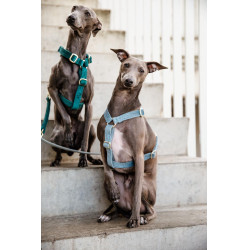 Harnais pour chien Velvet Loop Kentucky Bleu clair