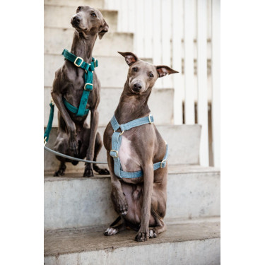 Harnais pour chien Velvet Loop Kentucky Bleu clair