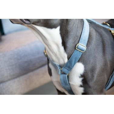 Harnais pour chien Velvet Loop Kentucky Bleu clair