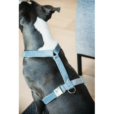 Harnais pour chien Velvet Loop Kentucky Bleu clair