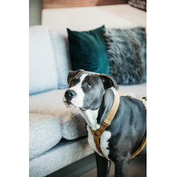 Harnais pour chien Velvet Loop Kentucky