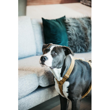 Harnais pour chien Velvet Loop Kentucky Harnais pour chien Velvet Loop Kentucky