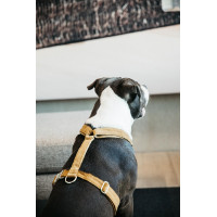 Harnais pour chien Velvet Loop Kentucky Moutarde Jaune Harnais pour chien Velvet Loop Kentucky Moutarde Jaune