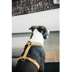 Hondenharnas Velvet Loop Kentucky Mosterdkleurig Geel Hondenharnas Velvet Loop Kentucky Mosterdkleurig Geel