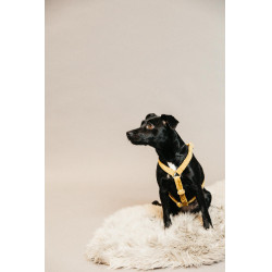 Harnais pour chien Velvet Loop Kentucky Moutarde Jaune