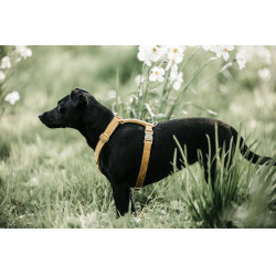 Hondenharnas Velvet Loop Kentucky Mosterdkleurig Geel Hondenharnas Velvet Loop Kentucky Mosterdkleurig Geel