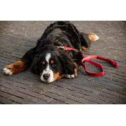 Corduroy Kentucky hondenlijn Rood