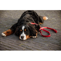 Laisse pour chien Corduroy Kentucky Bordeaux Laisse pour chien Corduroy Kentucky Bordeaux