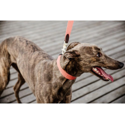 Laisse pour chien Jacquard Kentucky Terracotta Orange