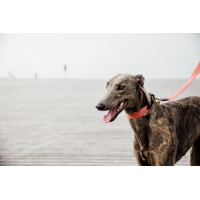 Laisse pour chien Jacquard Kentucky Terracotta Orange Laisse pour chien Jacquard Kentucky Terracotta Orange