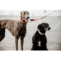 Laisse pour chien Jacquard Kentucky Bleu clair