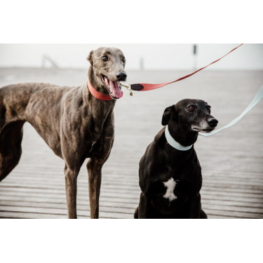 Laisse pour chien Jacquard Kentucky Bleu clair