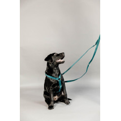 Laisse pour chien Velvet 200 cm Kentucky Emeraude Vert