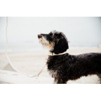 Laisse pour chien Wool Courte Kentucky Beige