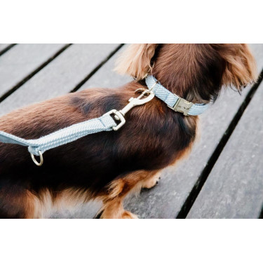 Laisse pour chien Wool Courte Kentucky Laisse pour chien Wool Courte Kentucky