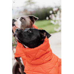 Manteau d'hiver pour chien Pina Kentucky Orange