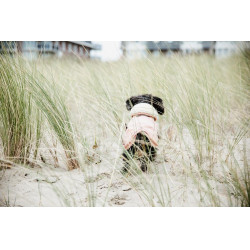 Manteau pour chien Imperméable 160g Kentucky Corail Rouge Manteau pour chien Imperméable 160g Kentucky Corail Rouge