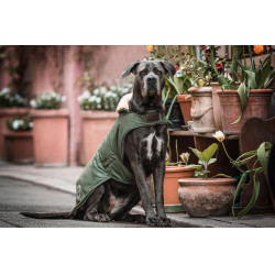 Manteau pour chien Imperméable 300g Kentucky Vert olive