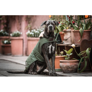 Manteau pour chien Imperméable 300g Kentucky Manteau pour chien Imperméable 300g Kentucky