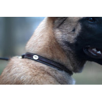 Halsband Voor Hond Met Decoratieve Stiksels Dy'on Bruin Halsband Voor Hond Met Decoratieve Stiksels Dy'on Bruin