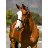 Licol en néoprène LeMieux Essential Yard Marine Bleu marine Licol en néoprène LeMieux Essential Yard Marine Bleu marine