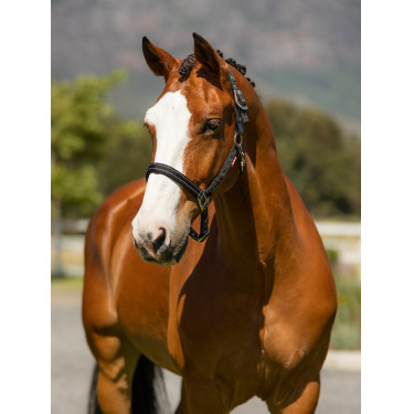 Licol en néoprène LeMieux Essential Yard Noir