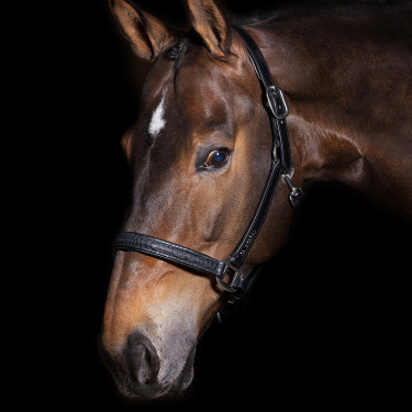 Halster Imperial Riding Florida Halster Imperial Riding Florida