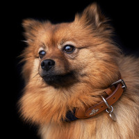 Collier pour chien HV Polo Franka Rope Marine Bleu marine Collier pour chien HV Polo Franka Rope Marine Bleu marine