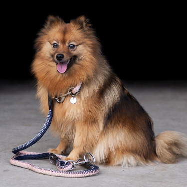 Collier pour chien HV Polo Franka Rope Collier pour chien HV Polo Franka Rope