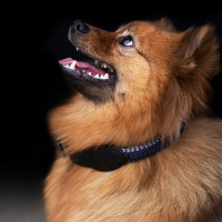 Halsband voor hond HV Polo Franka Rope Wolkengrijs / marineblauw Halsband voor hond HV Polo Franka Rope Wolkengrijs / marineblauw