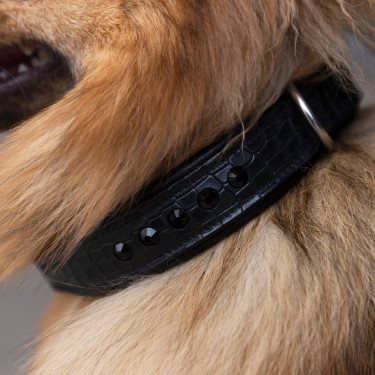 Collier pour chien Imperial Riding Florida Collier pour chien Imperial Riding Florida