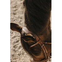 Bridon Eric Thomas Visby Havane Bridon Eric Thomas Visby Havane